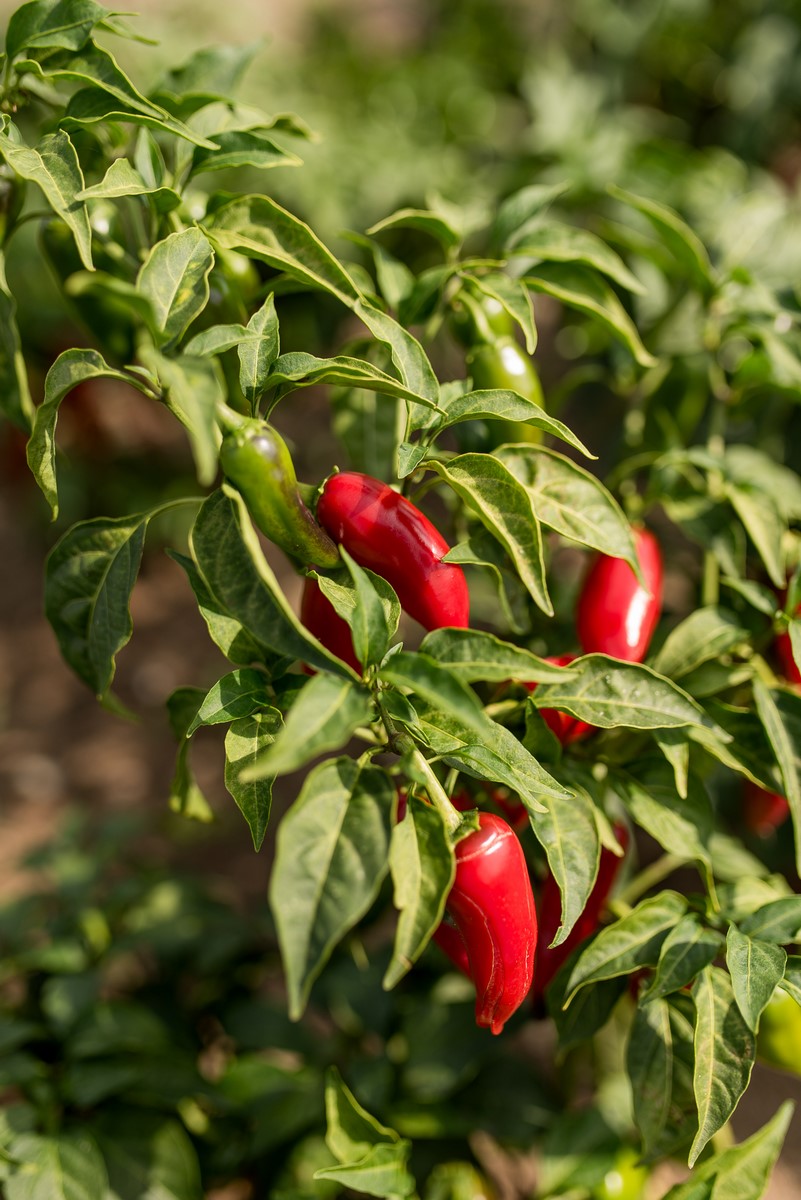 papryka de cayenne rosnąca na grządce